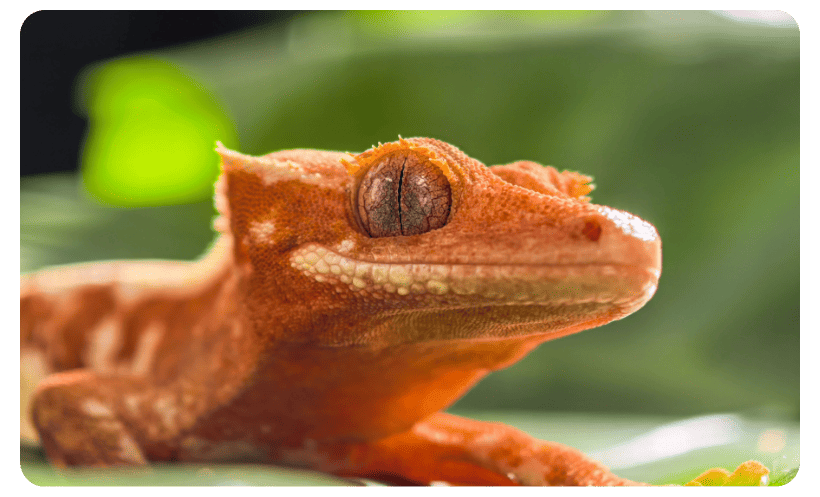 Huawei-Pura-80-Pro-11