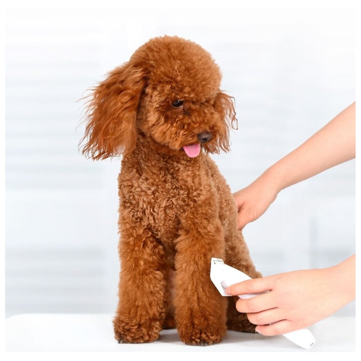 XiaoMi-Pawbby-Pet-Shaver-02